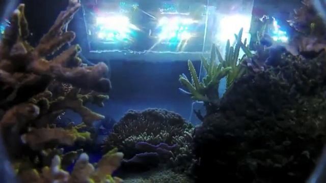 Giesemann Futura LED Aquarium Fixture Highlights смотреть онлайн