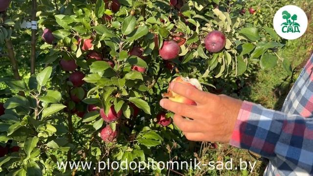 Яблоня колоновидная МОСКОВСКОЕ ОЖЕРЕЛЬЕ. Морозостойкий сорт с хорошим иммунитетом к заболеваниям. смотреть онлайн