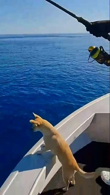 Бюджетные Рыболовные туры #2024 #travel #путешествия #отдых #туризм #россия смотреть онлайн