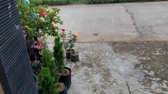 Flower & Plant Shop 🌸 🌱 SG Terra Preta Project 🌱 Let's Make The World A Better Place 🌱 смотреть онлайн