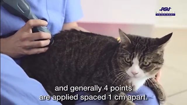 MLS Tutorial | Hip | Cat смотреть онлайн