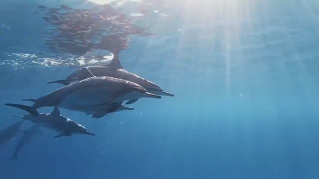 Красота спасет МИР ! смотреть онлайн