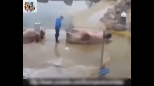 Видео Подборка Приколов с Животными 19 Кошки,Собаки Смешные Животные2014 смотреть онлайн