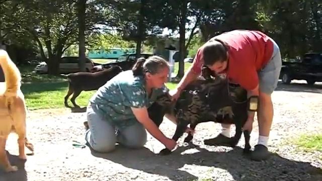 Trimming Goat Hooves смотреть онлайн