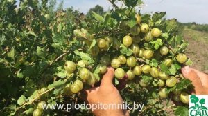 Крыжовник сорт Кельтайнен