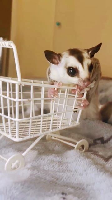 Sugar Glider wants to go shopping? ?　　　　#sugarglider #flyingsquirrel смотреть онлайн