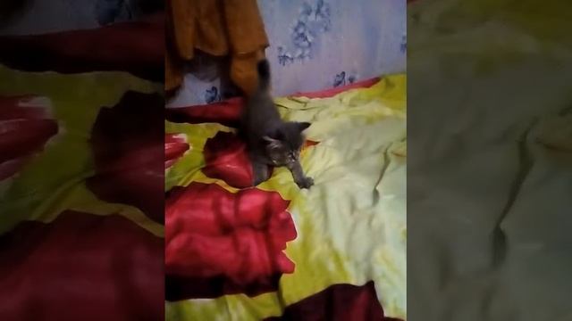 это моя добыча смотреть онлайн