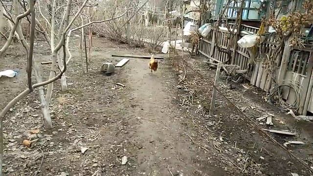 Дрессированная курица смотреть онлайн