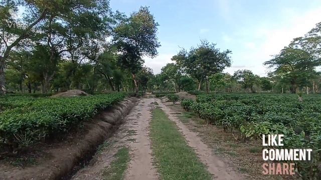 short sunday walk 2022 🔥. ( tea garden assam ) view was awesome ❤ @NagaMotovlogger смотреть онлайн