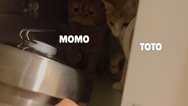 The Suspicious Nature Of Cats | Kittisaurus