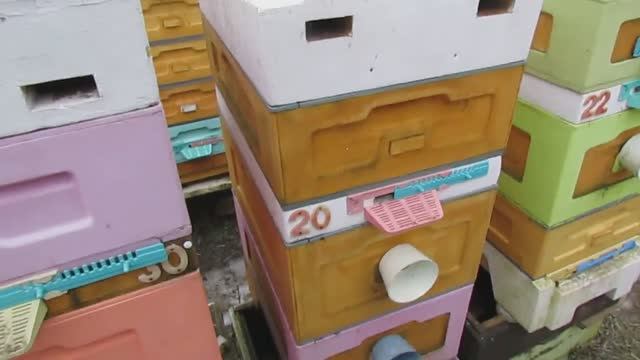 зимовка пчел на воле на двух корпусах 8 рамочного улья на ячейке 5,4 мм , 23.01.2025 смотреть онлайн