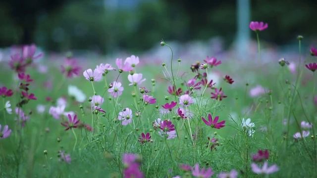 RELAXATION TIME - DEEP MEDITATION MUSIC | RELAXING MUSIC| DEEP SLEEPING MUSIC| DEEP STUDY MUSIC |#0 смотреть онлайн