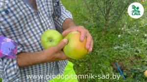 Яблоня сорт РОССИЯНКА. Богатый урожай, длительное хранение плодов.