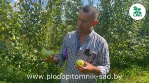 Груша МОСКВИЧКА. Неприхотливость, стабильный урожай и восхитительный вкус плодов.