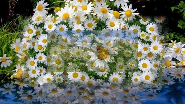 Ромашки (вариация 6) смотреть онлайн