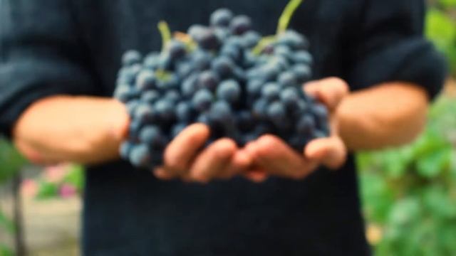 Vini di Romagna - Leccellenza è unarte. La schiettezza una garanzia.