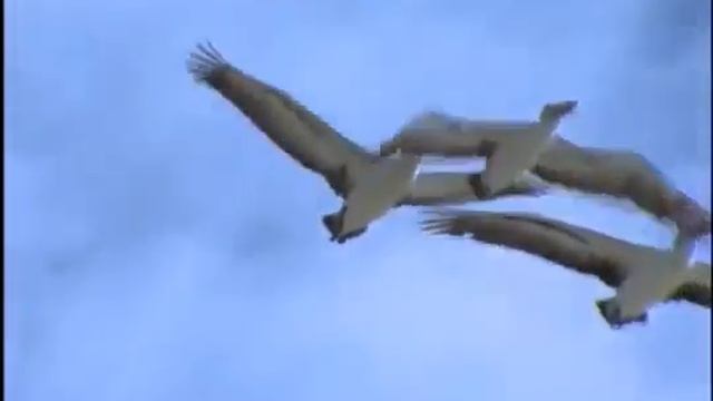 The Best Documentary Ever - Australia The Beautiful Episode 1: Deserts And Wetlands