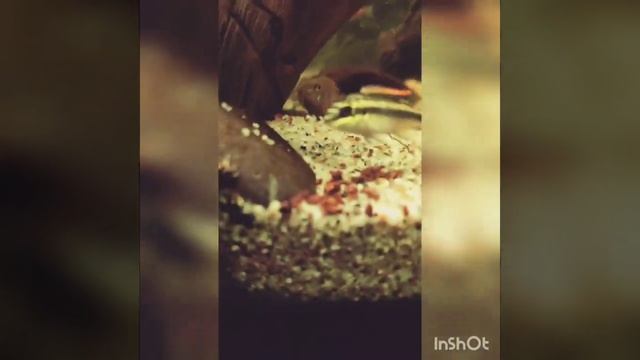 Baby Kribensis #kribensis #cichlidae #Kribensis #CíclidoPúrpura #Perciformes #pelvicachromispulcher смотреть онлайн