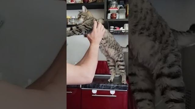 Cleo lowely paws* RU Питомник Оцикетов в Санкт-Петербурге смотреть онлайн