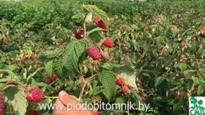 Малина Атлант. Сорт ремонтантной малины российской селекции.