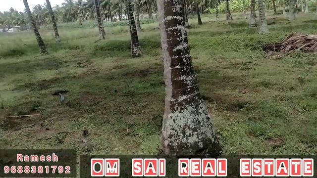 53 cent farm land in Mullupadi East area | OM SAI REAL ESTATE смотреть онлайн