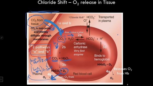 CH4 Bohr Effect смотреть онлайн