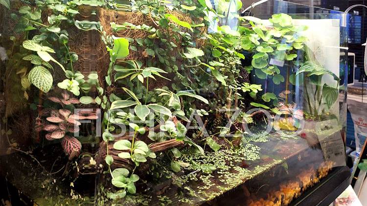 Палюдариум в Fishka Zoo