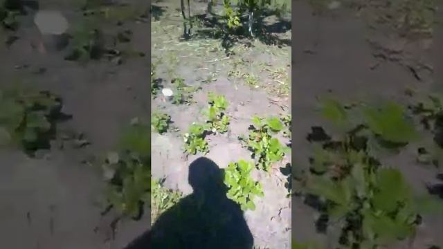 Развитие сада_ персики, яблони, клубника смотреть онлайн