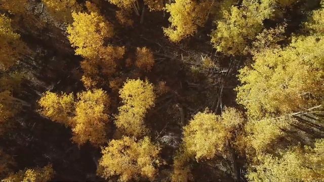 Музыка осенью лечит сердце🍁 Нежная музыка восстанавливает нервную систему и удовлетворяет душу смотреть онлайн