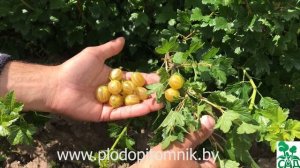 Самый ранний сорт крыжовника Яровой. Желтый крыжовник суперраннего срока созревания.