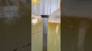 Как вырастить в домашних условиях боверию, метаризин и кордицепс.