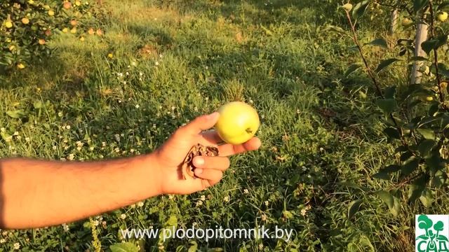 Яблоня сорт Медуница смотреть онлайн