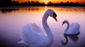 София Ротару.  ЛЕБЕДИНАЯ ПЕСНЯ  музыка: Евгений Мартынов.  текст: Андрей Дементьев