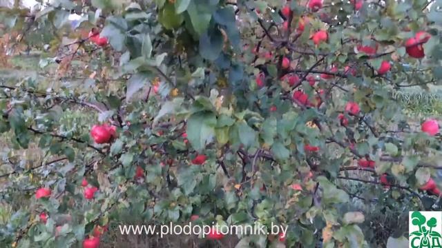 Яблоня сорт Минское смотреть онлайн