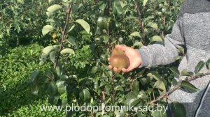 Груша сорт БРЯНСКАЯ КРАСАВИЦА . Осенний сорт с красивыми сладкими плодами.