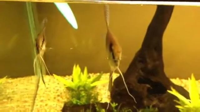 Скалярия Перуанский Альтум смотреть онлайн