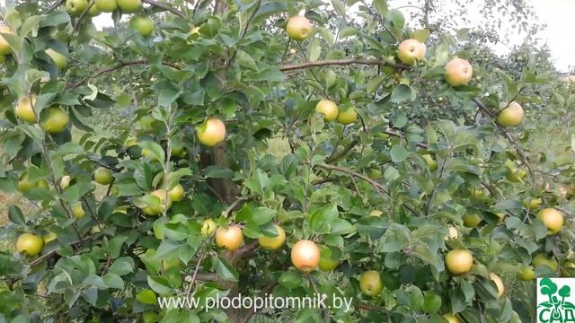Увеличение размера яблок после нормирования урожая на яблоне. смотреть онлайн