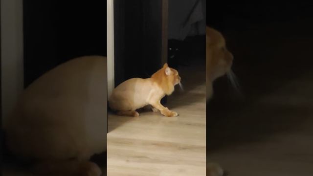 Котики. Марс и Плюша делят территорию кормления смотреть онлайн