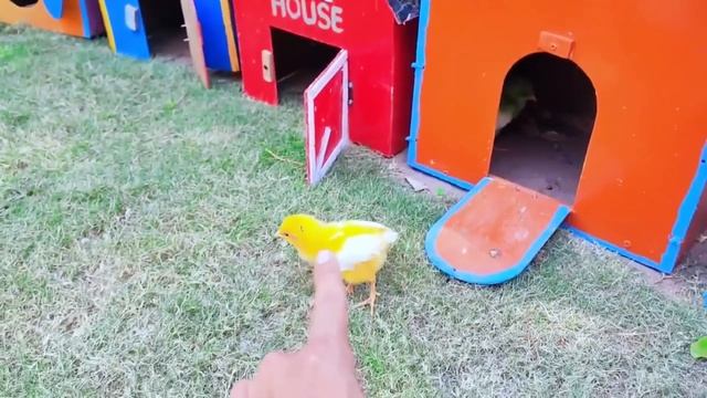 Rainbow Chickens | A Colorful and Cute Animal Video | Rainbows Chickens, Cute Ducks, Rabbits смотреть онлайн
