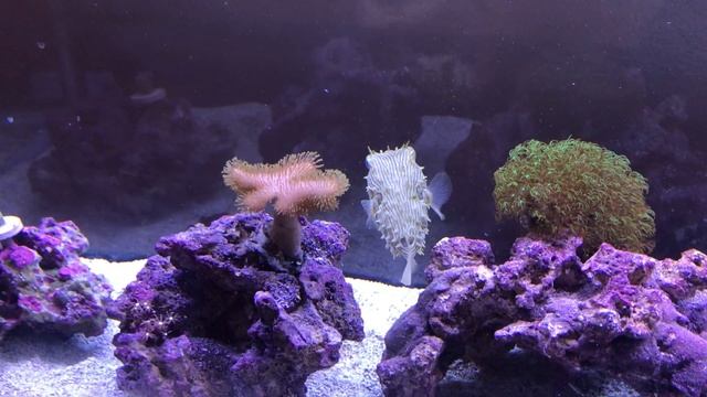 Giving my Pufferfish a Bigger Tank! смотреть онлайн