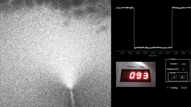 Two-Photon Targeted Whole-Cell Recordings смотреть онлайн