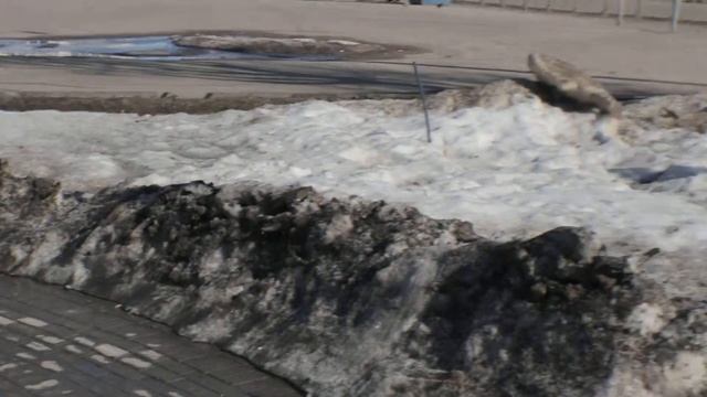 Anamorphic lens vormax 1.25x SC on canon 50mm f 1.8 original video - area lenin смотреть онлайн