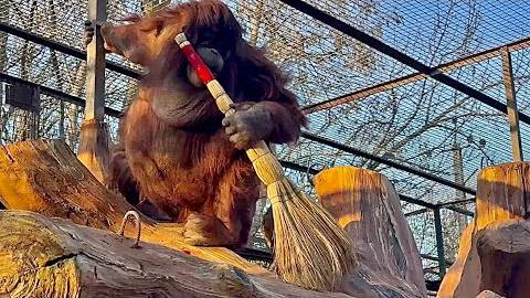 СМЕЕМСЯ до СЛЕЗ! Олег Зубков заставляет Дану убирать свой вольер! смотреть онлайн
