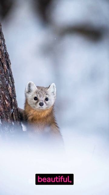 European Pine Marten Croatias National Animal смотреть онлайн
