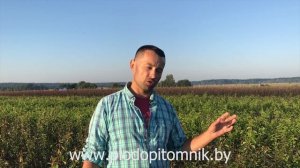 ГРУША. Подвои груши на окулировку, на каком подвое привиты наши саженцы груш.