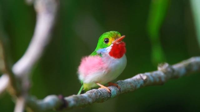Caribbean Endemic Birds Festival 2021 Cuba смотреть онлайн
