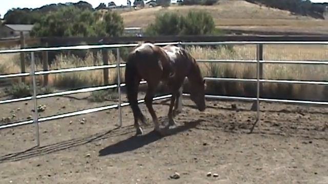 Quadrillian-Son of Qourum-APHA Stallion смотреть онлайн