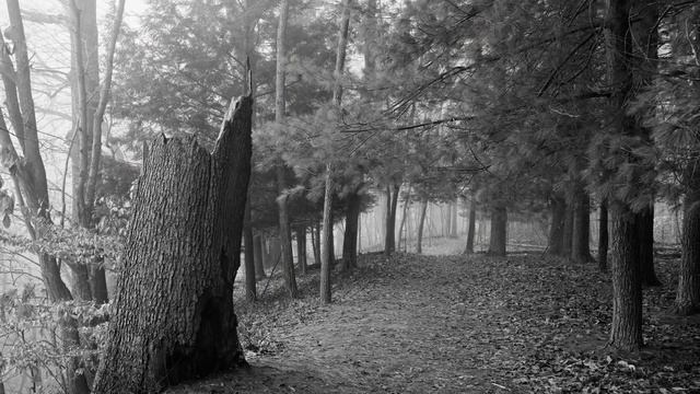 Depth of Field with Large Format Photography - Large Format Friday смотреть онлайн