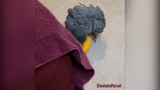 Einstein and the Big Yellow Egg! смотреть онлайн