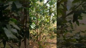 БУДЕТ ЛИ ОН ХОРОШИМ ОТЦОМ? КАК РАСПОЗНАТЬ